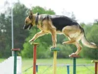 Дрессировка собак Proffidog, объявление на Татат